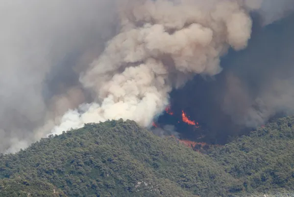 son-dakika-turkiyede-orman-yanginlarinda-son-durum-guzel-haberler-pes-pese-geliyor-1627802058779.jpg SON DAKİKA: Türkiye'de orman yangınlarında son durum! Yangından etkilenen 5 ile 11 milyon TL'lik daha kaynak-10