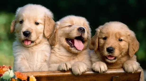 Rüyada siyah köpek görmek ne demek? Rüyada siyah köpek ısırması tabirleri...-2