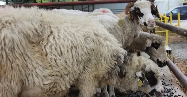 Son dakika: Bayram tatili kaç gün sürecek? 2019 Kurban Bayramı tatili kaç gün, 9 gün oldu mu?