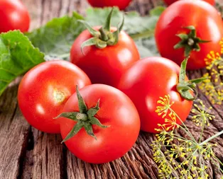 Rusya’ya domates satışında yeni gelişme