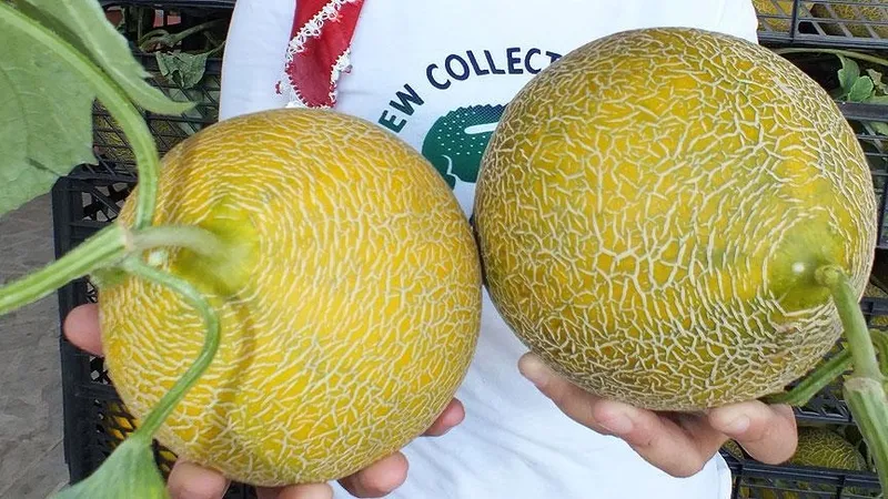 1721759974468.jpg Almadan önce mutlaka buna bakın: En lezzetli kavunu şıp diye seçme formülü!-3