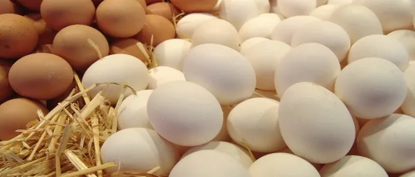 Yumurta satışında damga uygulaması başlıyor-4