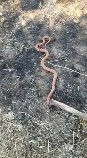 Yılan paniği! Piton mu kobra mı?