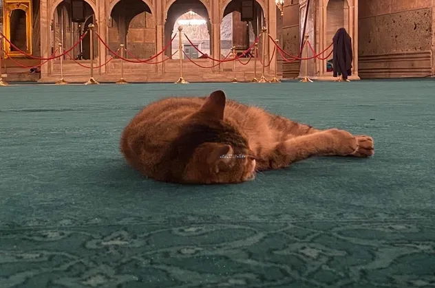 Gli, Ayasofya Camisi'ne kavuştu