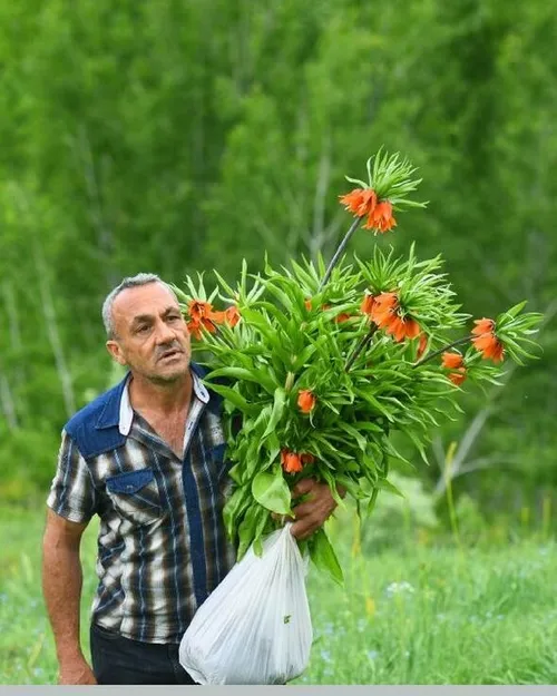 Tunceli'de koruma altındaki ters laleleri koparanlar böyle görüntülendi!-3