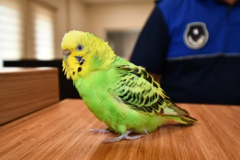 muhabbet-kusunun-anavatani-bakin-neresi-cikti-kimse-tahmin-bile-edemiyordu-1712842817622.jpg Kimse tahmin bile yürütemiyordu! Muhabbet kuşunun anavatanı bakın neresi çıktı-3