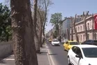 Çırağan Caddesi'ndeki tarihi çınarlar için tepki büyüyor: Vatandaşlardan CHP'li Beşiktaş Belediyesi'ne bakım eleştirisi