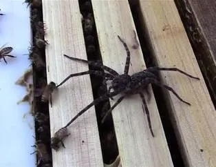 Örümceğin saldırısı başına bela oldu