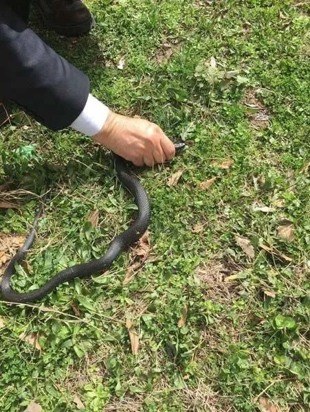Bahçesinde yakaladığı yılanı serbest bıraktı!-3