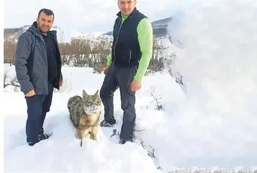 Kurt ayakta dondu