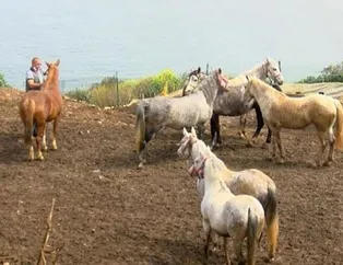 İBB’nin kayıp at skandalında flaş gelişme!