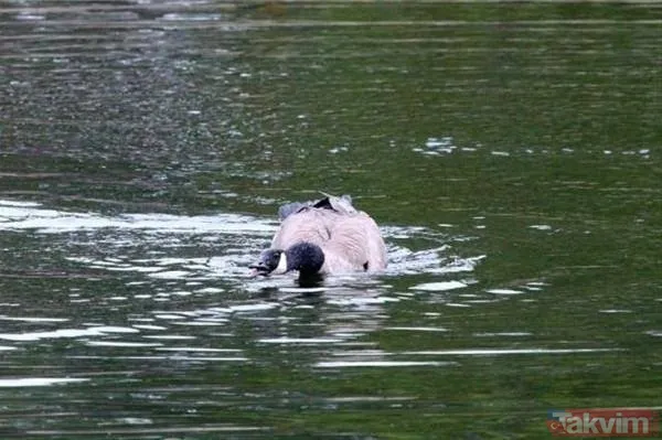 Kaplan akşam yemeği için ayıyı seçti fakat... Vahşi doğada Kaplan ile ayının şoke eden kavgası kapışması! - 42