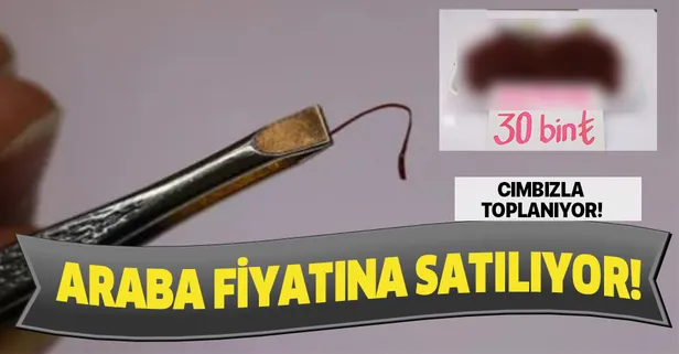 Cımbızla toplanılıyor! Araba fiyatına satılıyor...