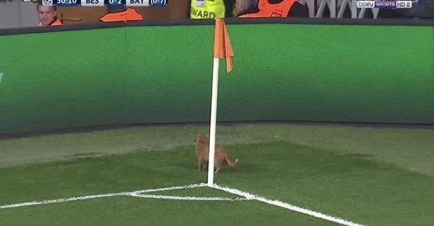 Sahaya kedi girdi, Beşiktaş golü buldu!