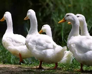 Ördek avcılarına 17 bin lira ceza