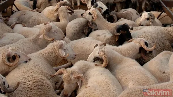 KURBANLIK FİYATLARI DİYANET 2025 | Koç, keçi, koyun, dana küçükbaş ve büyükbaş kurbanlık fiyatları ne kadar, kaç TL? - 3