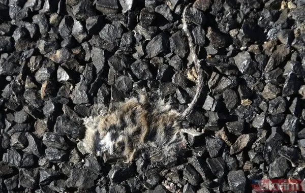 Koronavirüs fare istilasından sonra şimdi de örümcek istilası! Avustralya'da her yeri örümcek ağları kapladı - 12