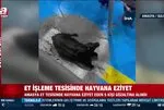 Amasya Kral Et Entegre Merkezi’nde hayvana eziyet görüntüleri viral oldu! Defalarca balta ile vurdular: 5 Gözaltı!