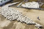 TİGEM 2025 işçi alımı kura takvimi: Tarım İşletmeleri Genel Müdürlüğü 306 işçi alımı kura sonuçları ne zaman açıklanacak?