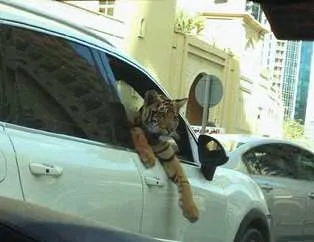Zengin Arapların gösterişi