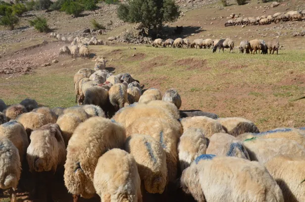 kurban-kesmek-yerine-para-sadaka-verilebilir-mi-kimler-kurban-kesemez-kimlerin-kurban-kesmesi-vaciptir-1657278325430.jpg Kurban kesmek yerine para (sadaka) verilebilir mi? Kimler kurban kesemez? Kimlerin kurban kesmesi vaciptir?-2