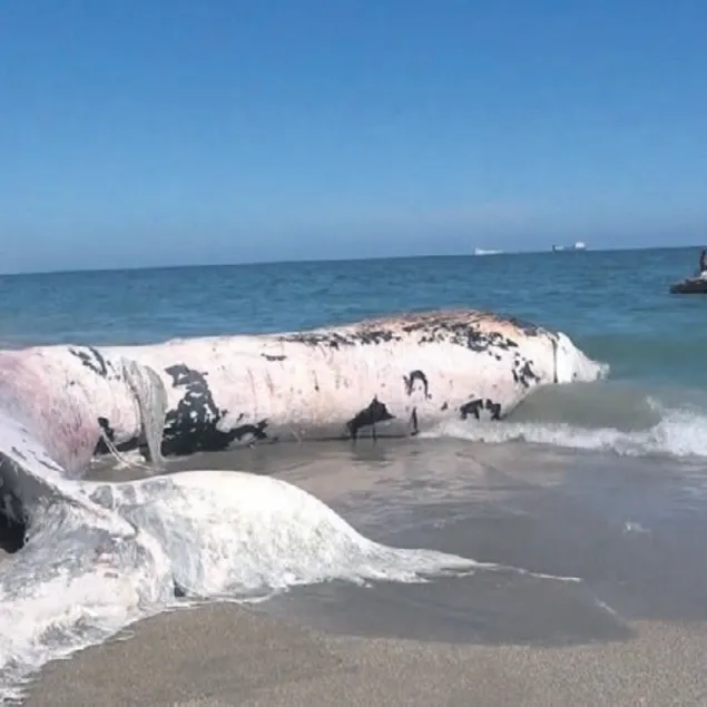 Balina mezarı açılacak