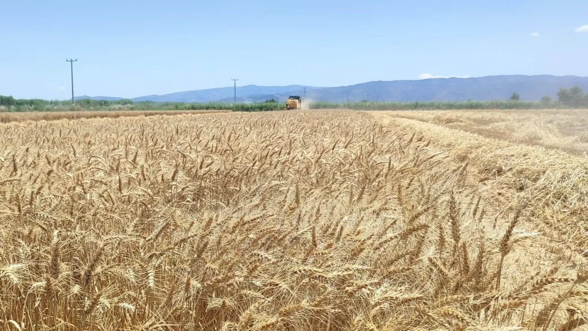 TMO 2026 hububat fiyatlarını açıkladı: Buğday ve arpada alım rakamları belli oldu