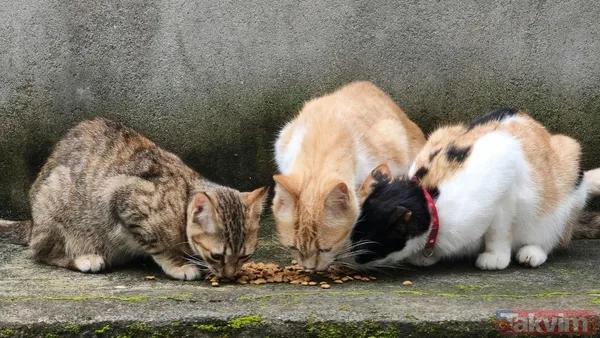 Türkiye sandınız ama değil! 74 milyonla dünyanın en çok kedi besleyen ülkesi açıklandı - 6