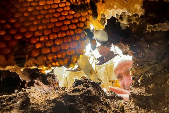 1-saatte-6-bin-tl-3-saatte-30-bin-tl-kazandi-ceviz-agacinin-kavugundan-cikardi-1-kilosu-ceyrek-altinin-tam-2-k-1701851761666.jpg Ceviz ağacının kavuğundan çıkardı! 1 saatte 6 bin TL, 3 saatte 30 bin TL kazandı! 1 kilosu çeyrek altının tam 2 katı-5