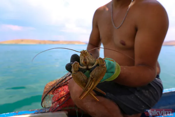 Ayda 100 bin lira kazanıyor! İşletme bitirip köyüne döndü kerevit avlayıp satıyor - 7