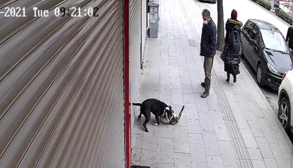 sahipsiz-pitbull-sokak-kedisini-telef-etti-o-anlar-kamerada-1614753147564.jpg Sahipsiz pitbull sokak kedisini telef etti! O anlar kamerada-2