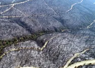 Adanadaki orman yangınıyla ilgili 3 kişi gözaltında