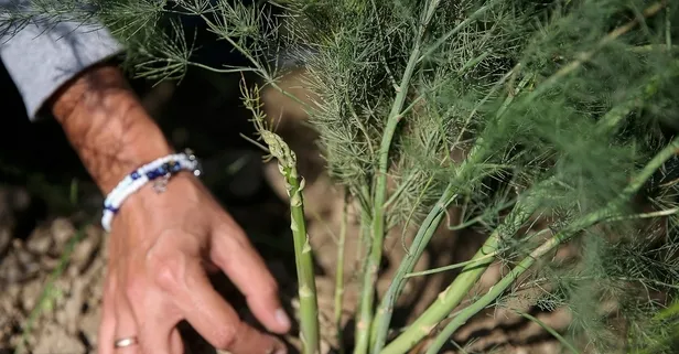 Kuşkonmaz romatizmaya birebir