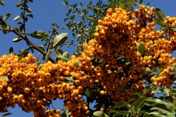 sadece-sivas-ve-tokatta-bulunuyor-tansiyon-seker-ve-bobrek-sagligina-iyi-geliyor-1730218972007.jpg Tansiyon, şeker ve böbrek sağlığına iyi geliyor! Sadece Sivas ve Tokat'ta bulunuyor!-4