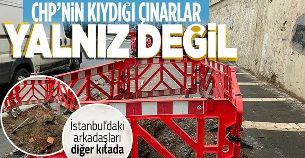 CHP’li İBB’nin Çırağan Caddesi’nde kestiği 112 çınar ağacının hikayesi! Tarihçi Mehmet Dilbaz, A Haber’de anlattı