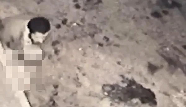 SON DAKİKA: Sakarya'da iğrenç olay: Köpeğe taciz güvenlik kamerasında-4