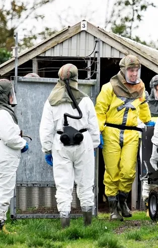 Covid-19 yine mutasyona uğradı! Virüs bulaşan 17 milyon vizon öldürülecek