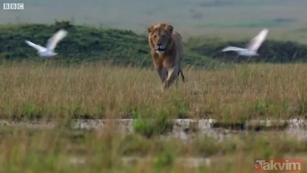 Cesur aslan onlarca sırtlanın arasında girdi! Vahşi doğada şoke eden kare! Sonrasında ise kaçınılmaz ölüm - 34