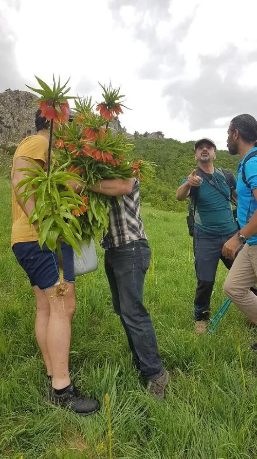 Tunceli'de koruma altındaki ters laleleri koparanlar böyle görüntülendi!-4