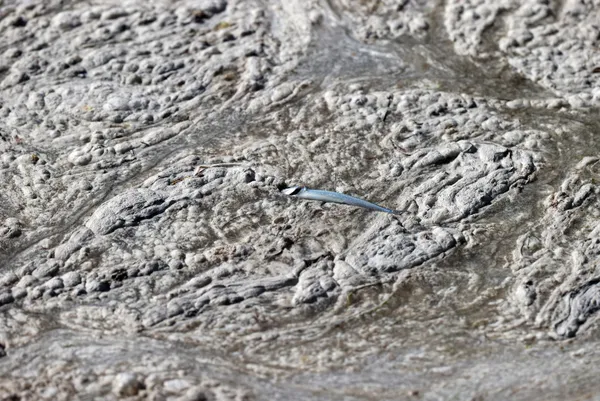 son-dakika-marmara-denizi-musilajla-deniz-salyasi-kaplandi-uzmanlar-uyardi-midye-yemeyin-felc-kalabilirsiniz-1622882646920.jpg SON DAKİKA: Marmara Denizi müsilajla (deniz salyası) kaplandı! Uzmanlar uyardı: Midye yemeyin felç kalabilirsiniz-12