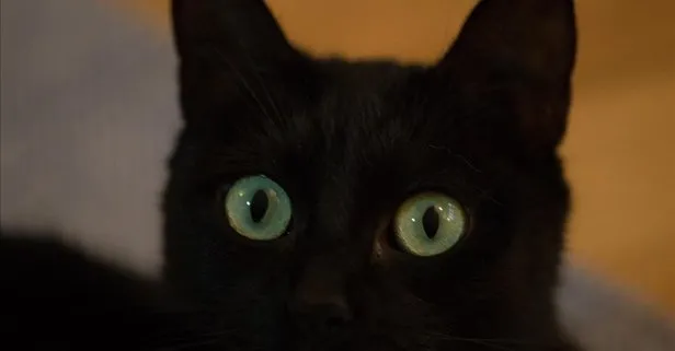 Rüyada kara kedi görmek ne anlama gelir?