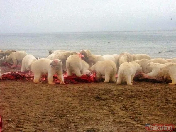 Sadece selfie çekmek istemişti! Başına öyle bir şey geldi ki... - 6