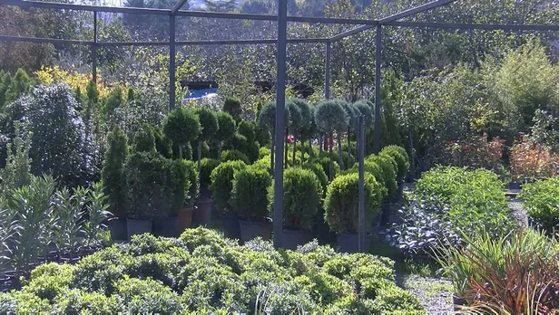 kadikoyu-istila-etmislerdi-eger-oldurulurse-kokudan-durulmuyor-yasarsa-yok-ediyor-1603352186886.jpg Korkutan istila! Eğer öldürülürse kokudan durulmuyor, yaşarsa her şeyi yok ediyor...-5