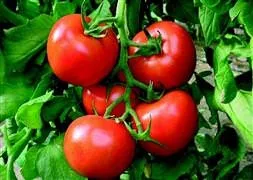 Domatesten müjdeli haber