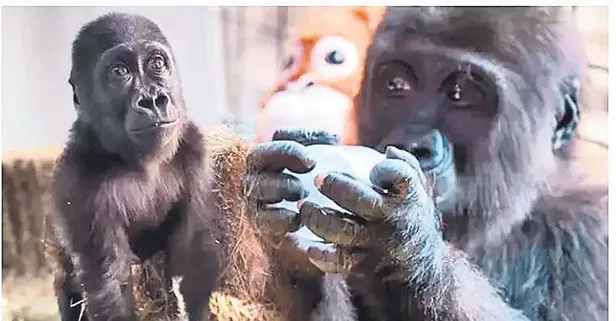 Bakanlık İstanbul Havalimanı'nda bulunan yavru gorile isim arıyor! "Üzüm, Kömür, Misket, Zeytin" hangisi?