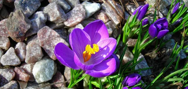 kovid-19un-ilaci-bulundu-turk-uzmanlar-ibn-i-sinanin-ilacini-kesfetti-1612871110207.jpg Kovid-19'un ilacı bulundu! Türk uzmanlar İbn-i Sina'nın ilacını keşfetti-3