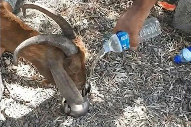Antalya Manavgat'ta yanan ahırın enkazında kalan keçi, 6 gün sonra canlı olarak kurtarıldı