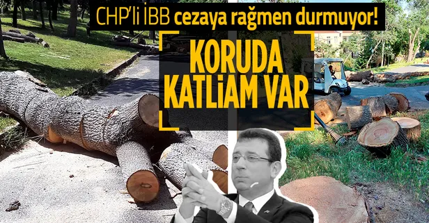 CHP'li İBB Emirgan'da ağaç kesmeye devam ediyor: Basına ‘yasak’ diyerek katliamı sürdürdüler