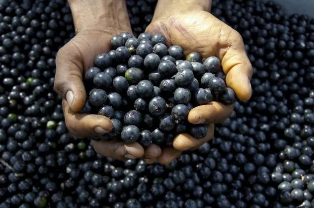 Acai çileği mucizesi