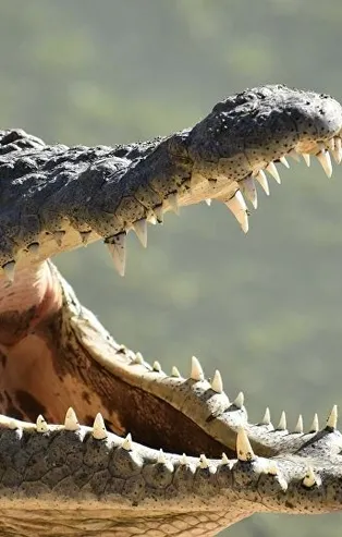 Rüyada timsah görmek ne anlama gelir? Rüyada timsah yakalamak ve öldürmek neye delalet edilir? Rüyada timsah sürüsü görmek hayırlı mıdır?